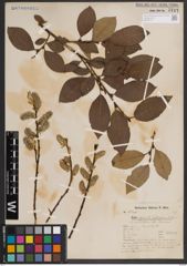 Foto von Salix caprea L.